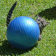 Illustration for article titled Clouded Leopard Cub Meets Yoga Ball, Cuteness Ensues